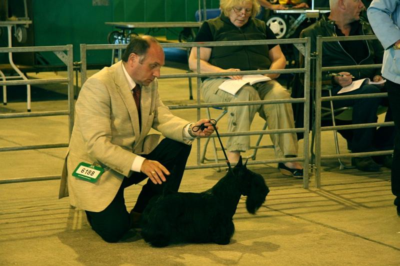 Welsh KC Dog CC 08.jpg